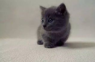 猫咪短视频,捕捉萌态30秒