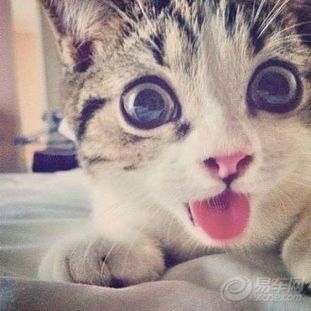猫咪短视频,捕捉萌态30秒