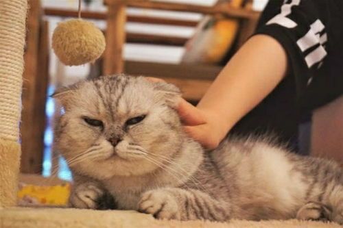 家有猫咪,如何捕捉萌态瞬间?猫咪日常如何拍出大片效果?