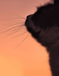 捕捉猫咪萌态,镜头对准哪里?如何拍出可爱瞬间?
