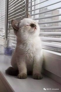 猫咪放大看,核心技巧揭秘?如何轻松捕捉萌态瞬间?