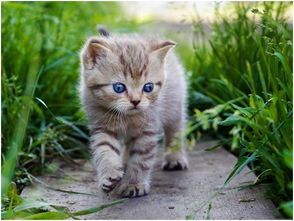 掌握猫咪特征,细节描绘,如何让猫咪萌态尽显?