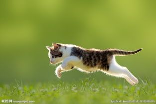 如何捕捉猫咪的萌态?照片中它又在做什么?