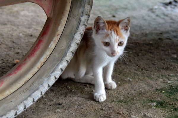 小猫咪