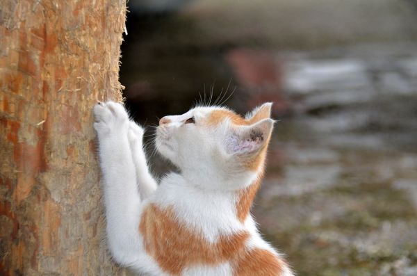 小猫咪