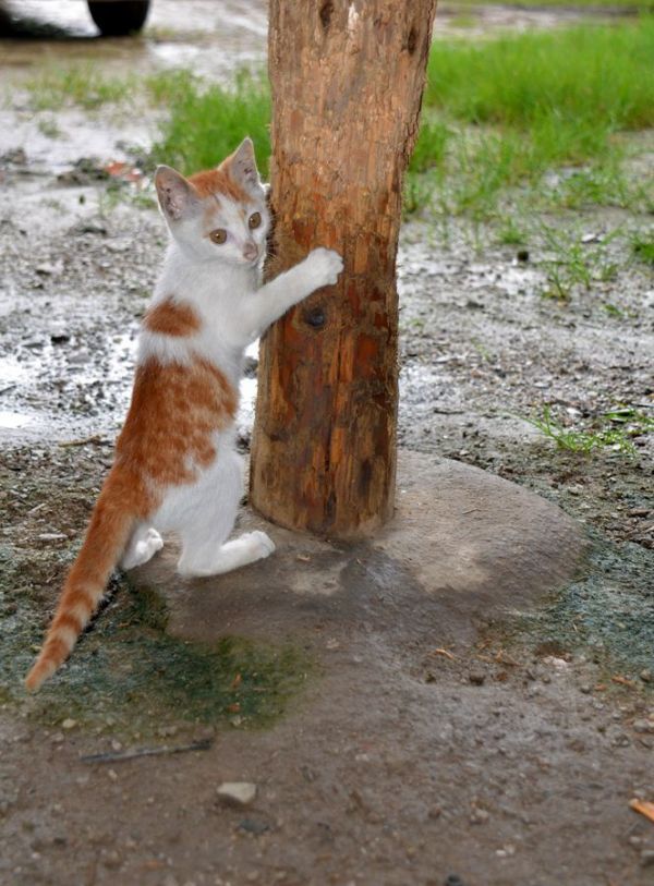 小猫咪