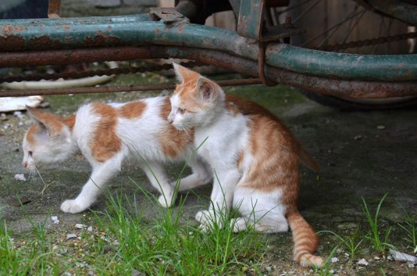 小猫咪