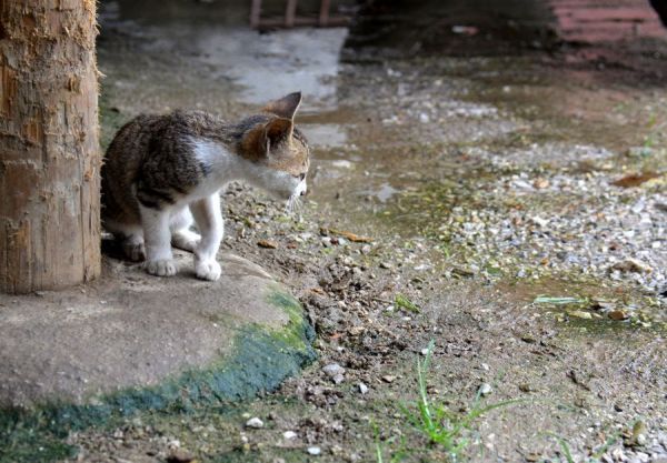 小猫咪