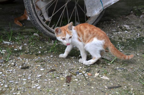 小猫咪