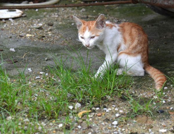 小猫咪