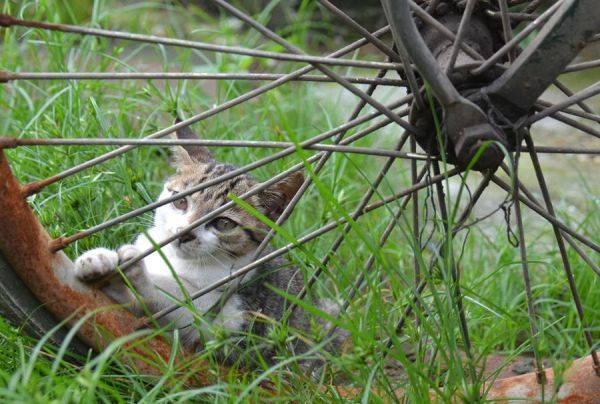 小猫咪