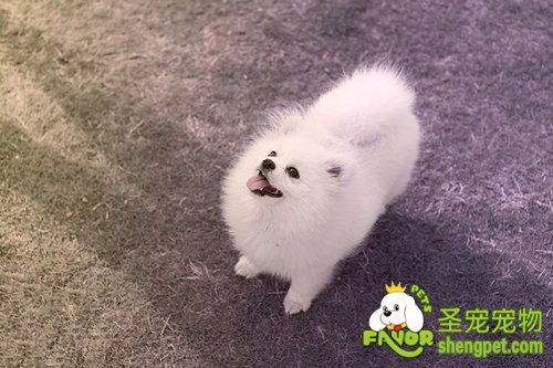 博美犬的繁殖问题