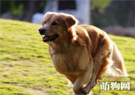 带着狗狗去运动的4大理由