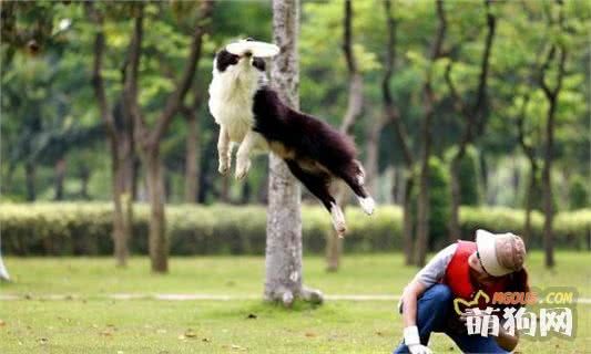 带着狗狗去运动的4大理由