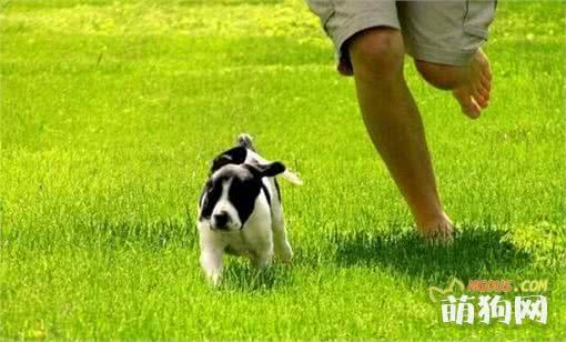带着狗狗去运动的4大理由