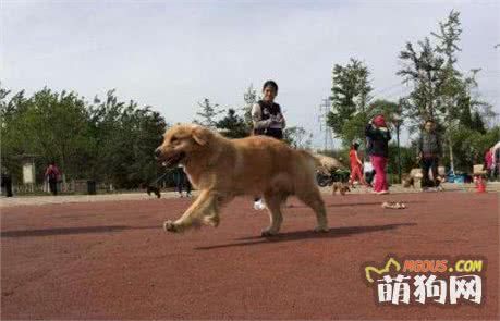带着狗狗去运动的4大理由