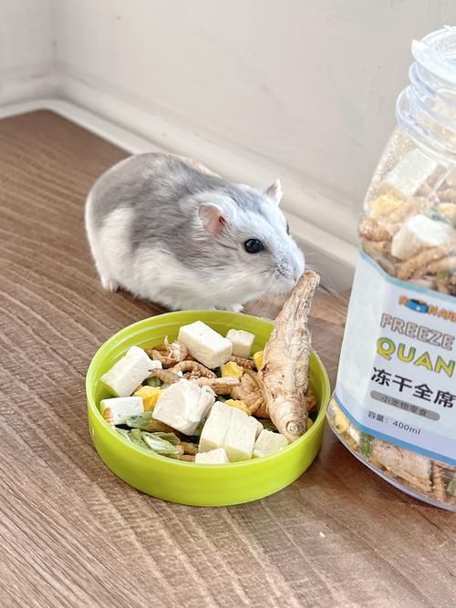 仓鼠零食有哪些?,仓鼠零食有哪些