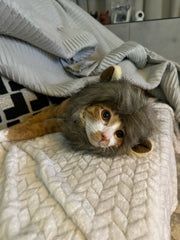 Lion Mane Crazy Cat Costume