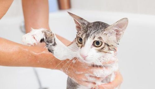 猫咪专用药浴,哪个品牌效果最好?
