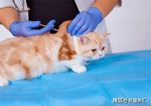 掌握猫咪繁殖技巧,成就繁育高手。