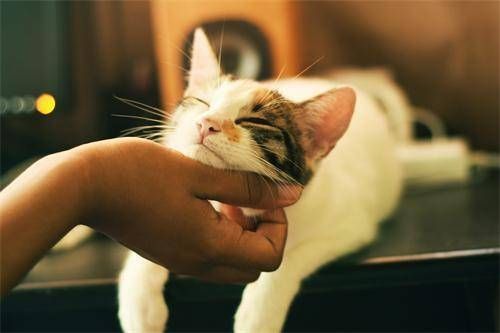 猫咪繁殖的关键技术是什么?如何确保后代健康?