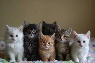 人工协助猫咪繁殖需要多长时间才算合理?