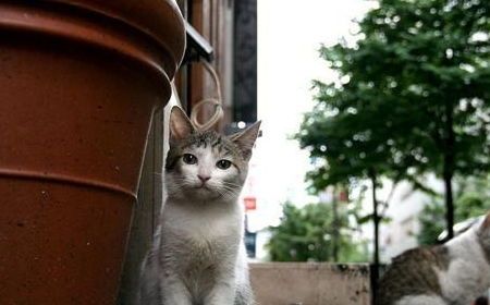 人工协助猫咪繁殖需要多长时间才算合理?