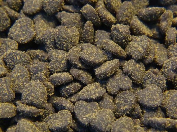 新手必看!猫粮选膨化还是烘焙?5 分钟搞懂优缺点