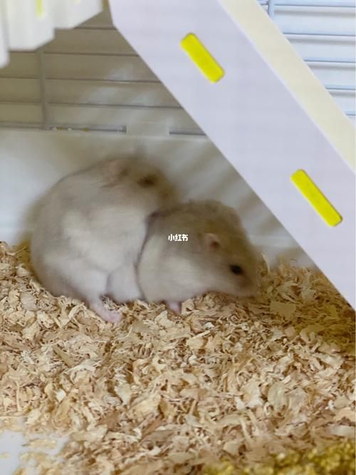 宠物医院会给仓鼠看病吗（宠物医院给仓鼠看病贵吗）