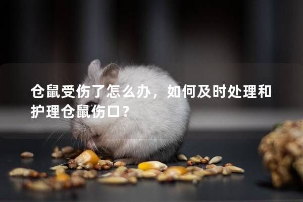 仓鼠受伤了怎么办，如何及时处理和护理仓鼠伤口？