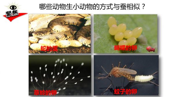 2.7动物的繁殖.pptx_第2页