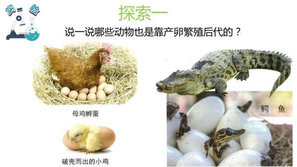 2.7动物的繁殖.pptx_第4页