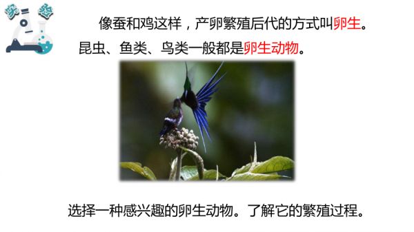 2.7动物的繁殖.pptx_第5页