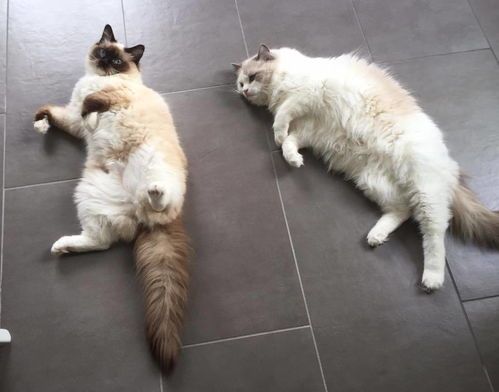 猫咪繁殖技巧有哪些?如何确保幼猫健康成长?