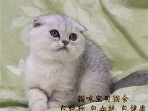 猫咪繁殖技巧有哪些?如何确保幼猫健康成长?