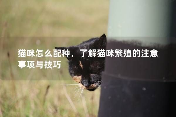 猫咪怎么配种，了解猫咪繁殖的注意事项与技巧