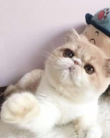 宠物猫配色繁育指南