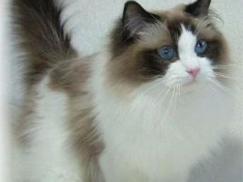 宠物猫配色繁育指南