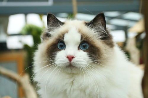 猫咪繁育有哪些技巧?如何确保幼猫健康成长?