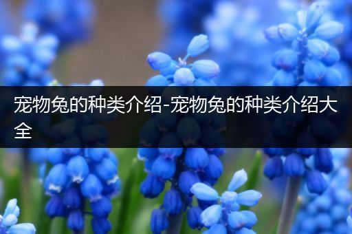 宠物兔的种类介绍-宠物兔的种类介绍大全