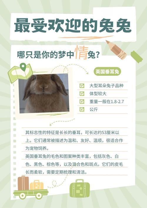 宠物兔的种类及介绍,宠物兔的种类及介绍图片