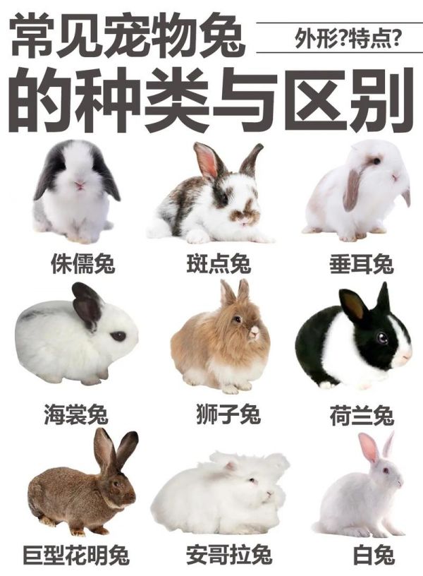 宠物兔的种类及介绍,宠物兔的种类及介绍图片