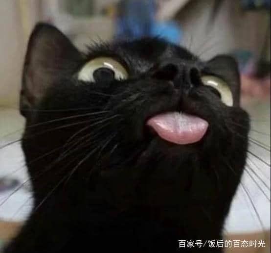 哺乳期狗狗吃什么好：营养均衡的饮食建议