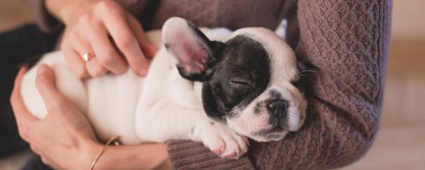 狗狗奶水不足怎么办 母犬通乳攻略