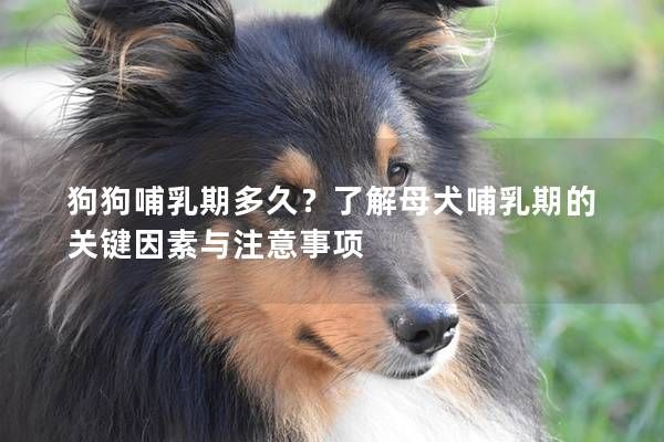 狗狗哺乳期多久？了解母犬哺乳期的关键因素与注意事项