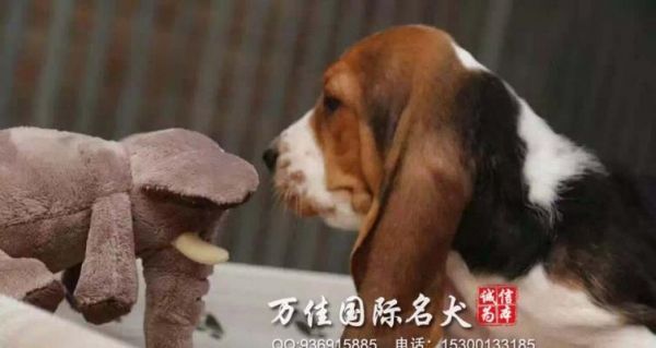 宠物生病时七个错误做法（以巴吉度生病的正确应对方式）