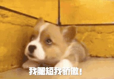 听到“短腿”就觉得是柯基串？这些短腿品种都比柯基还可爱