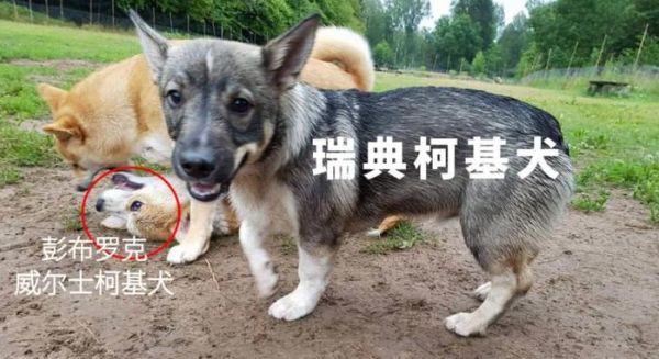 听到“短腿”就觉得是柯基串？这些短腿品种都比柯基还可爱