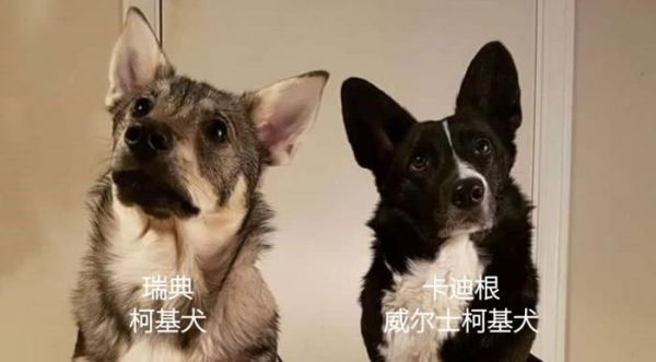 听到“短腿”就觉得是柯基串？这些短腿品种都比柯基还可爱