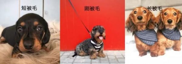听到“短腿”就觉得是柯基串？这些短腿品种都比柯基还可爱
